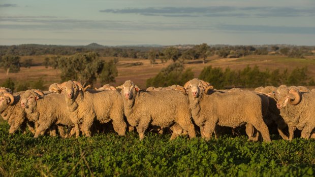 Strong sheep and cattle prices and a growing footprint contributed towards Elders' strong result.