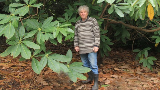 Alistair Watt with a tree rhododendron that commonly grows under pine trees.