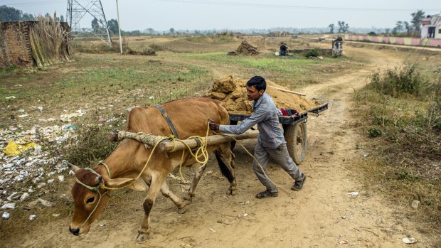 A bullock cart transports sand to a construction site at the proposed site of a reservoir, part of a project to recreate the mystical Saraswati river, in Yamuna Nagar, Haryana.