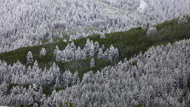 Snow covers trees Thursday, May 18, 2017, in Eagle-Vail, Colo. A rare May snow dump across Colorado has prompted some emergency warming shelters to re-open after being closed for the season. (Chris Dillmann/Vail Daily via AP)