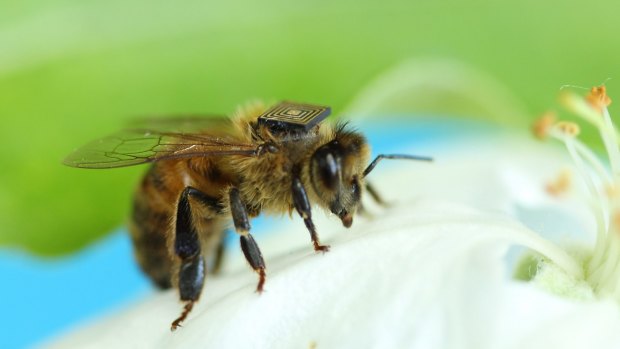 Sensors are being rolled out across the backs of four Tasmanian swarms this summer in world-first CSIRO research to track the movements of thousands of bees in the wild.