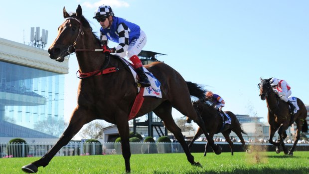 Good stock: Australian Bloodstock's Raw Impulse is on a Melbourne Cup path at Randwick on Saturday.