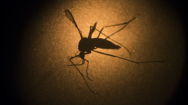 The mosquito may learn to associate your swatting vibrations with your scent and it just may remember: this is not a person who will tolerate me.