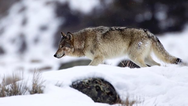 A wolf on the prowl in the snow.