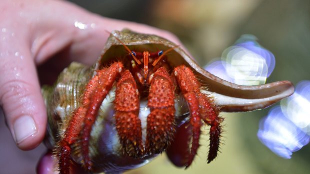 A hermit crab adoption scheme has been backed by taxpayers to the tune of $300,000.