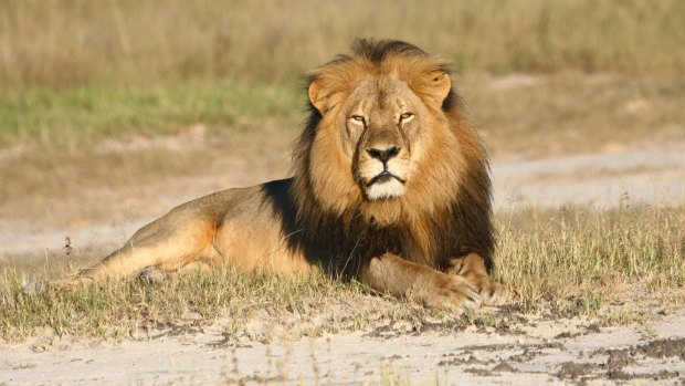 Despite their apparent fearsomeness, Andrew Loveridge says that lions are relatively easy for humans to trap.