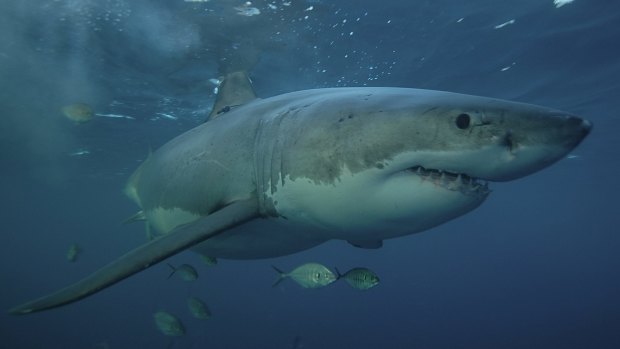 Shark control programs killed eight great whites of Queensland beaches last year.