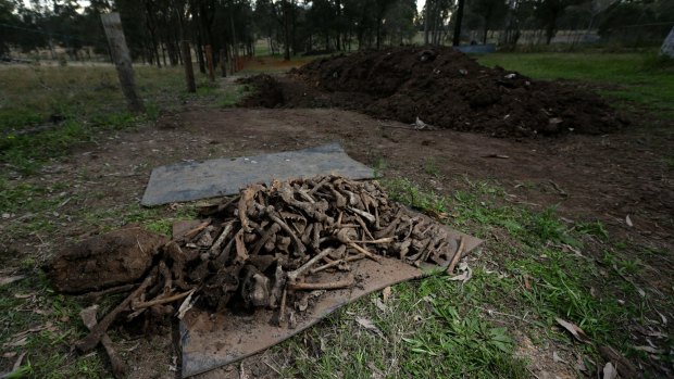 The bones found in the grave at the Keinbah site.