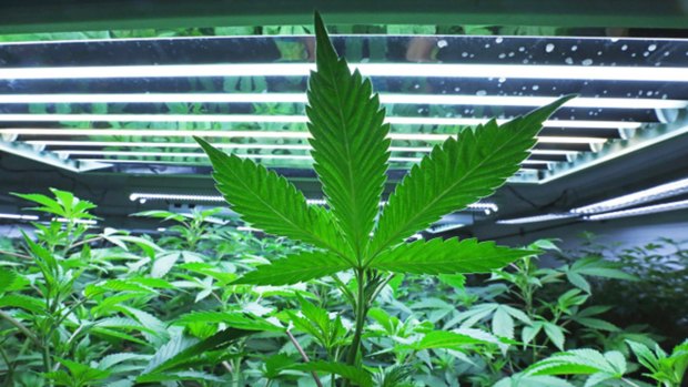 Canberra the mull bowl of Australia? Cannabis could be our real green  economy