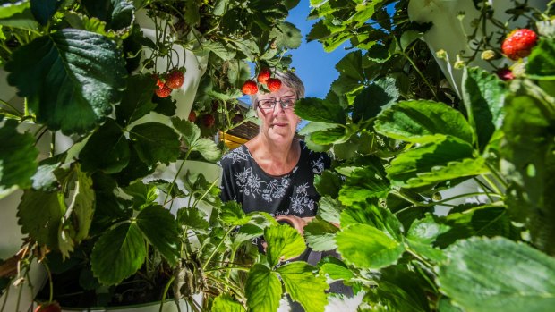 Annette Bunfield grows, picks, and preserves dozens of kilograms of strawberries each season.