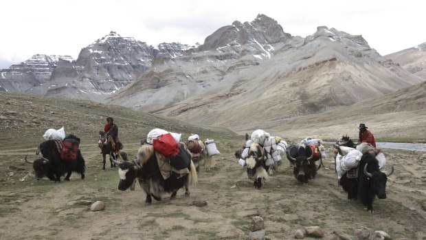 Tibetan nomads use yaks to carry baggage for pilgrims who have come to Mt Kailash.