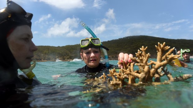 One Nation Senator Pauline Hanson assesses some coral near Great Keppel Island.