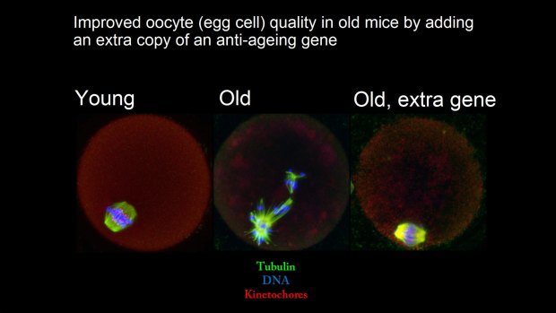 A slide showing the improvement in egg cell quality in mice, after an extra copy of a sirtuin gene was added. 