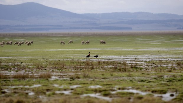Sheep getting their feet wet joined by some birds in Lake George on Monday morning.
