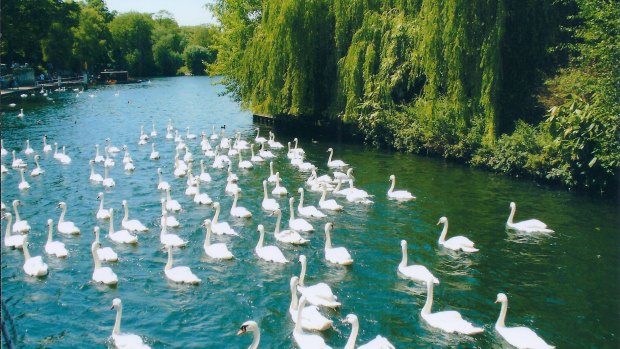 Large group of swans makes it way along the Thames in Windsor, England.