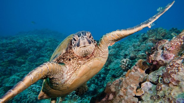 A green sea turtle, Chelonia mydas, off the coast of Maui. This is an endangered species. 