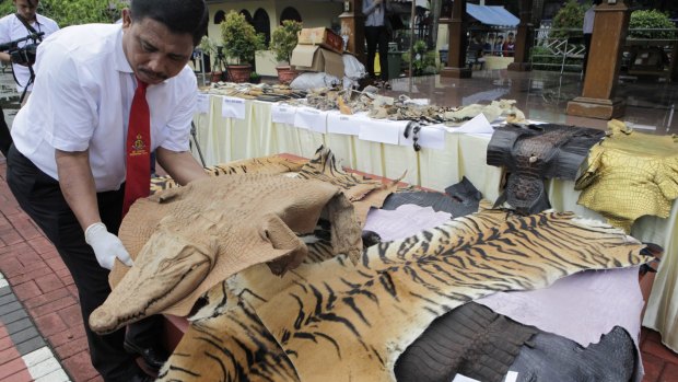 Officials display evidence of crime in the form of tiger skins and other rare animals last week.