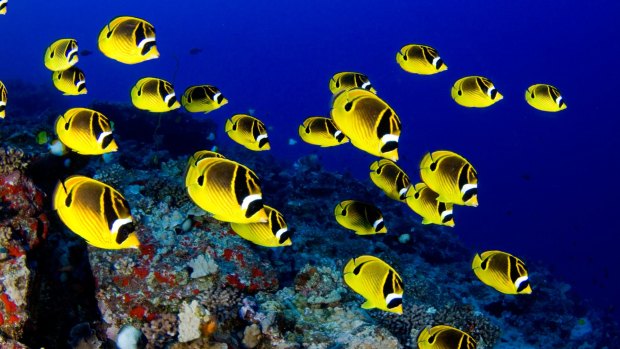 Schooling raccoon butterflyfish.