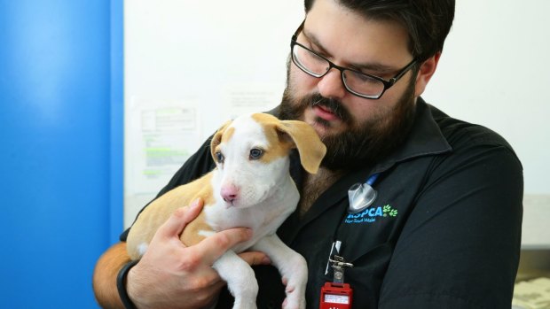 Lucky, one of the puppies who survived, with veterinarian Julian Suchowersky at the RSPCA veterinary clinic in Rutherford, near to Newcastle.