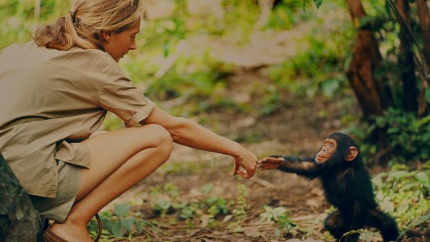 Jane Goodall and infant chimpanzee Flint in Gombe National Park, Tanzania, in the early 1960s. Sadly, Flint died only a few years later, bereaved by the loss of his mother, Flo.