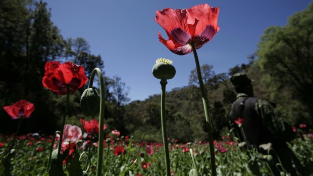 A soldier stands on a poppy field, during eradication supervised by the Mexican Army on the outskirts of Morelia, Mexico. 