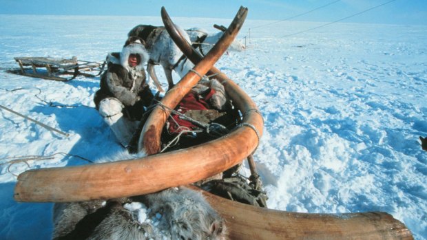 Woolly mammoth tusks found in Siberia that are believed to be 23,000 years old.