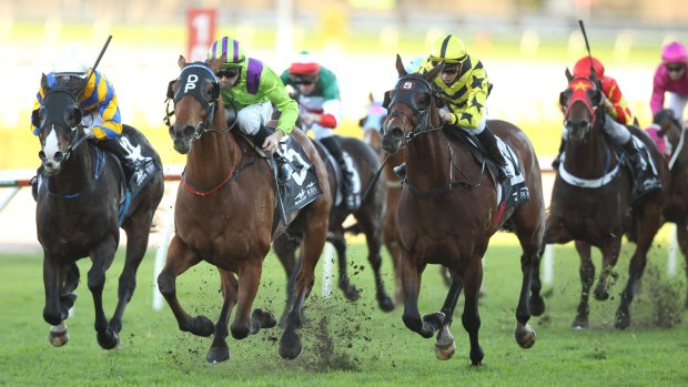 Coffs cup bid: Pelethronius (second from left) has had four straight wins.
