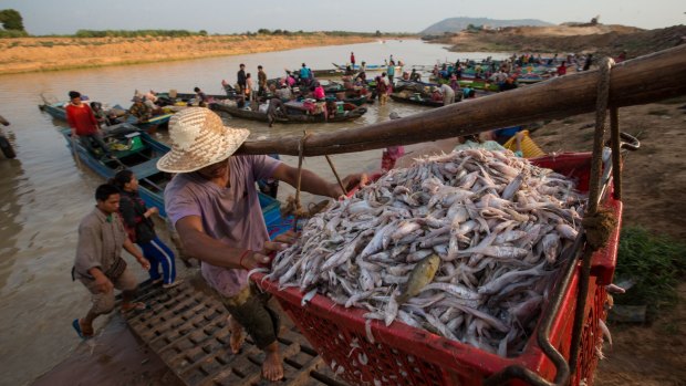 Fishing boats are unloaded near Siem Reap,Ton Le Sap Lake, Cambodia. 
