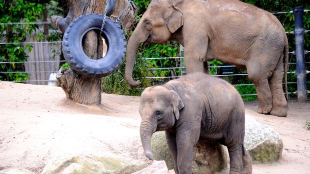 Willow's mother Num-Oi, seen here with another of the zoo's baby elephants, Mali.