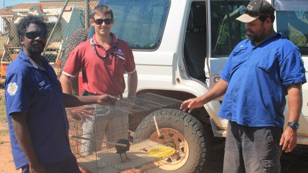 Bardi Jawi rangers Kevin Dougal (left) and Phillip McCarthy (right) hand over the pigeon to the Department of Agriculture’s James Matthews.