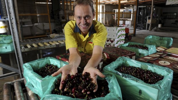 Cherry Growers Australia president Tom Eastlake expects a slightly smaller crop this year.
