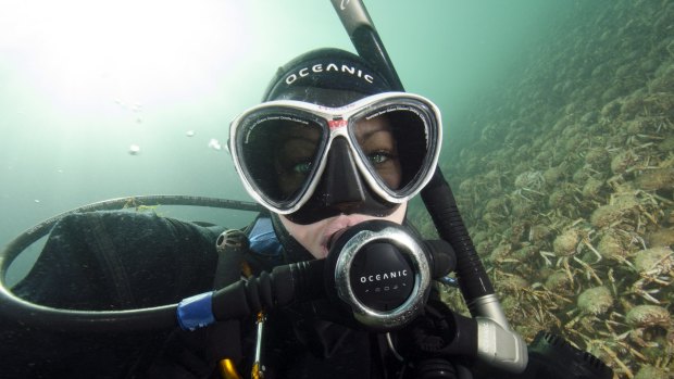 Diving with Great Spider Crabs in Port Phillip Bay.