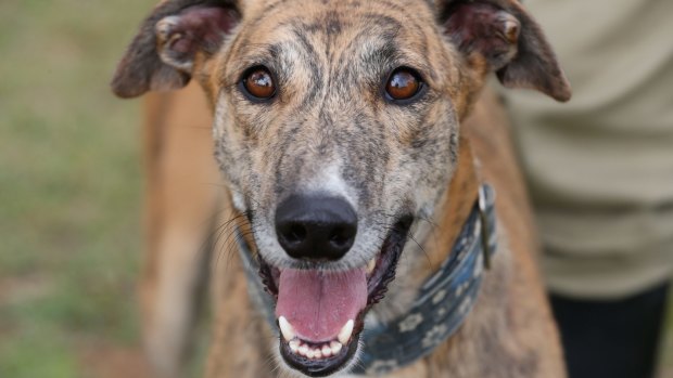 Call for tougher laws: Greyhound Rescue now has 70 dogs that need homes and they are receiving at least one new dog a day.