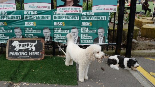 Dogs tied up outside Bondi Beach Public School in the electorate of Wentworth