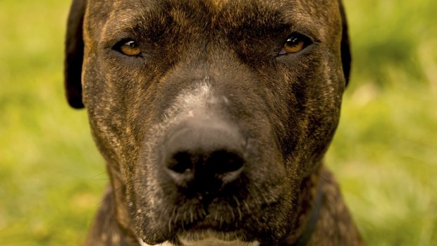 Melbourne's pit bull ban may be lifted