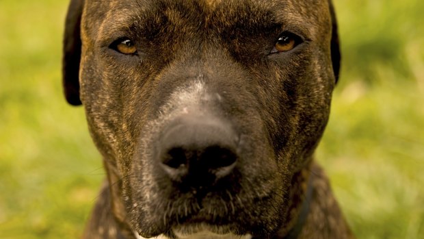 Pit bulls may soon no longer be banned. 