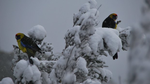 Birds provide splashes of colour to a mostly white world.