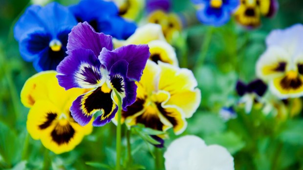 Planted at exactly the right time, pansies will bloom all through winter and into spring too. 
