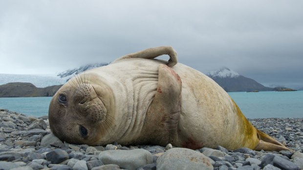 Mr White would be often woken up in the early hours of the morning by young seals, like this one, on South Georgia Island.