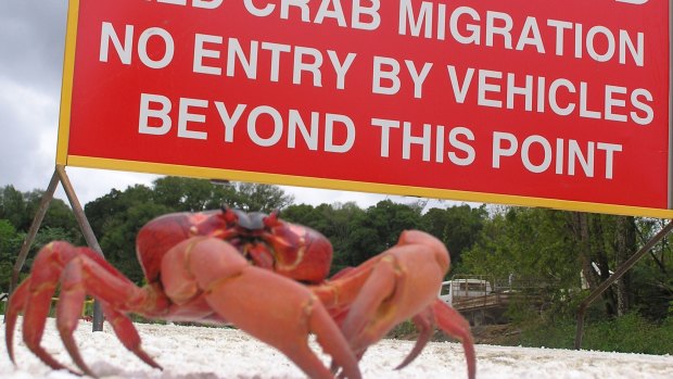 Visitors to Christmas Island will see plenty of crabs.
