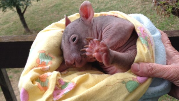 The baby wombat that survived when ten others were run over.