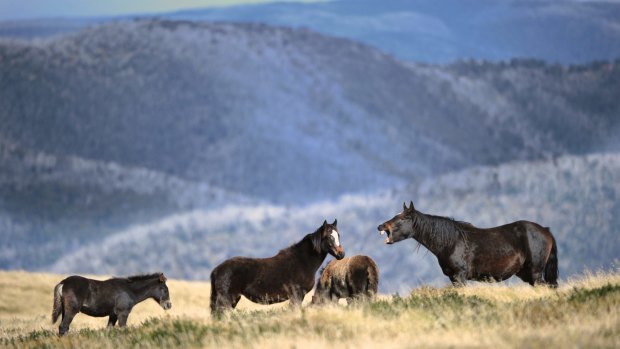Brumbies in the Victorian high country.