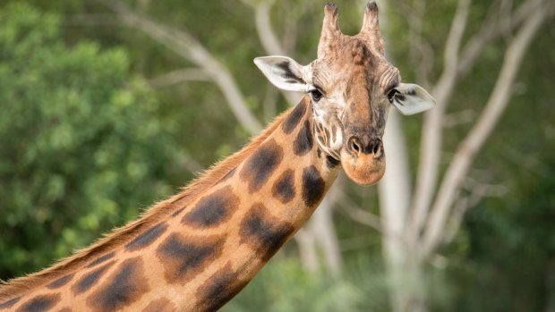 At 5.6 metres, Forest has been declared the world's tallest living giraffe.