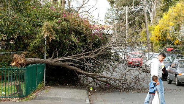 An uprooted tree in Collingwood on July 29.
