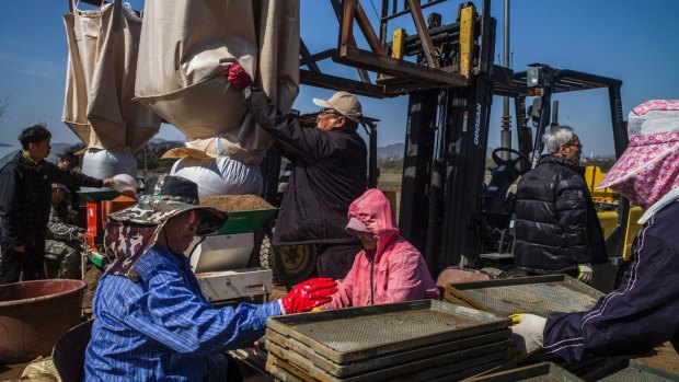 Farmers process rice in Taesung. The 197 residents of Taesung are believed to be the only civilians living inside the demilitarized zone that separates North Korea from South.