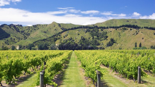 Vineyard near Gisborne, New Zealand.