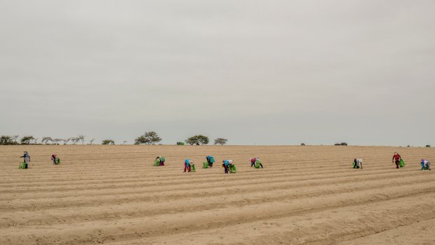 Workers for a farming company harvest asparagus in the sand, near Trujillo, Peru.