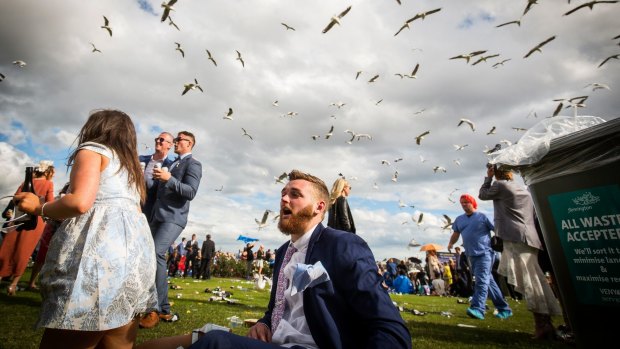 The seagulls descend.