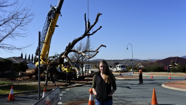 ANU honours student Lucy Hannan with a 160-year-old dead tree being removed from Amaroo.