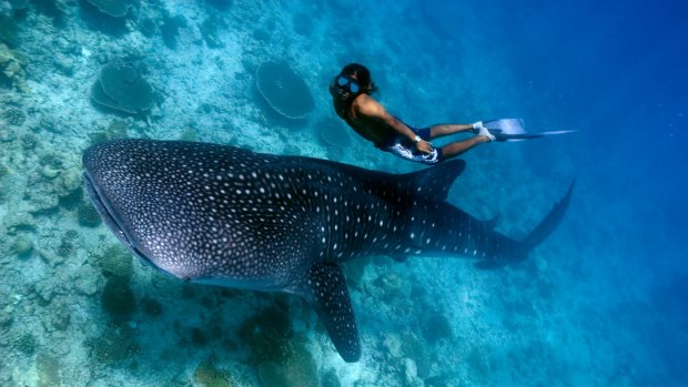 A diver gets up close with a whale shark.